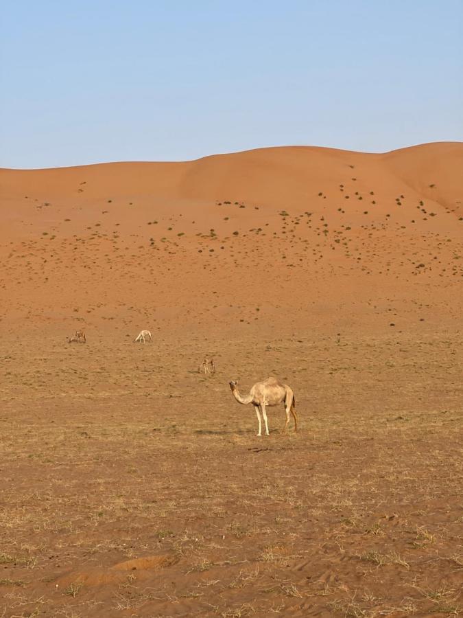 Thousand Stars Desert Camp Badīyah Eksteriør billede