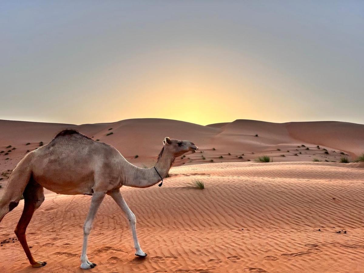 Thousand Stars Desert Camp Badīyah Eksteriør billede